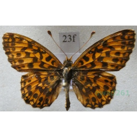 Boloria dia (Linnaeus, 1767) Dostojka dia Poland23f